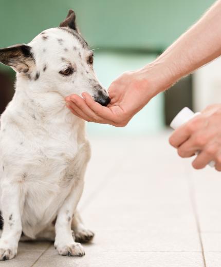 Cómo implantar la categoría de salud animal en la farmacia 