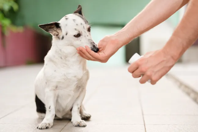 Cómo implantar la categoría de salud animal en la farmacia 