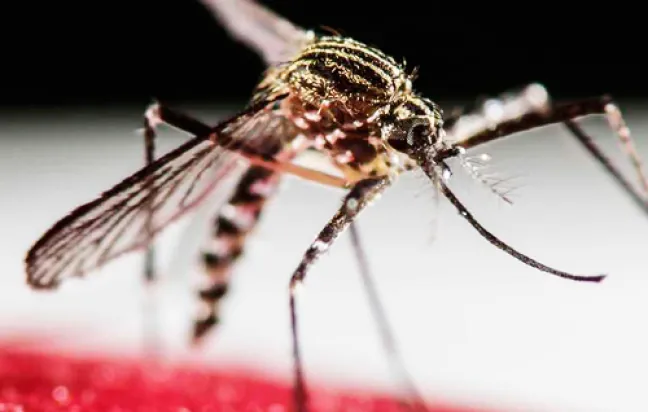 Las farmacias actúan contra el virus Zika